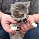 AlrightForcedToDance